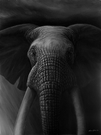 Elefant – eine Faltenstudie