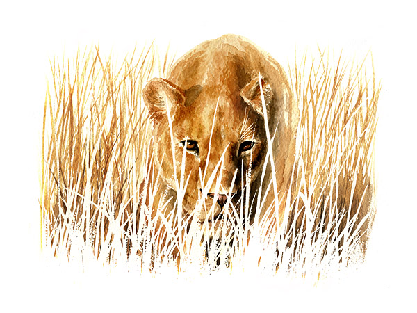 Löwin im Gras